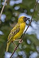 * Nomination Vitelline masked weaver (Ploceus vitellinus peixotoi) --Charlesjsharp 11:40, 17 November 2021 (UTC) * Decline  Oppose The head is not sharp enough. --Sandro Halank 11:50, 21 November 2021 (UTC)