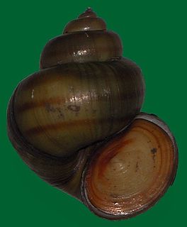 Viviparidae family of molluscs