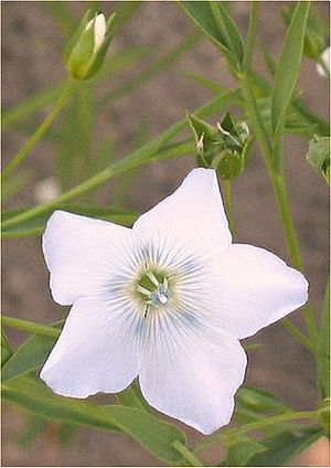 Gemeiner Lein: Merkmale, Entwicklung, Anbau