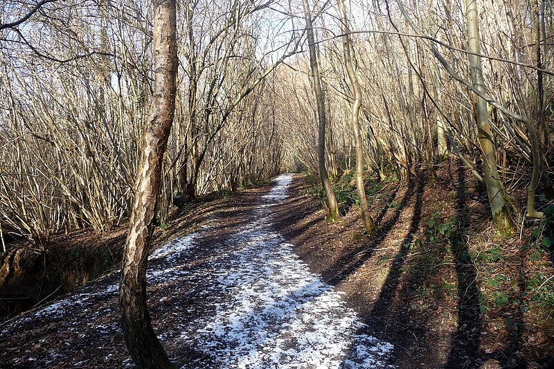 File:Walk through Church Stile wood. - Flickr - gailhampshire.jpg