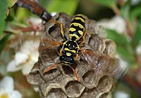   Polistes dominula (Vespidae) Paper wasp