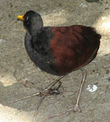 WattledJacana.jpg