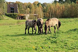 Trois chevaux gris-bruns broutant, vus de face