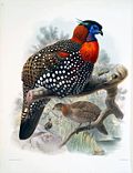 Miniatura para Tragopan melanocephalus