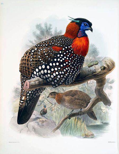 Tập_tin:WestTragopan.jpg