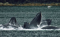 Whales Bubble Net Feeding-edit1.jpg