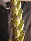 WheatFlower3.jpg