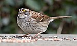 Thumbnail for File:White-throated sparrow in Prospect Park (70936).jpg