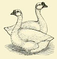 The White Chinese Goose