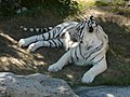 White tiger