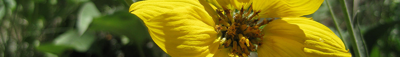 Wikivoyage page banner montana wild flower.jpg