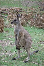 Hình thu nhỏ cho Kangaroo