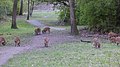 Wild boars in a park in Berlin-Spandau 12.jpg