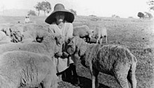 Woman feeding sheep at Cinnabar, circa 1925 Woman feeding sheep at Cinnabar, circa 1925.jpg