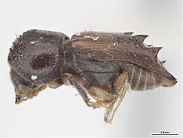 Xylobiops sextuberculatus