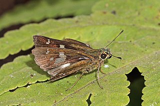 <i>Polytremis eltola</i> Species of butterfly