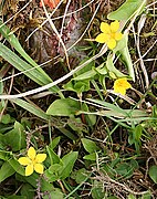 Yellow Pimpernel (Lysimachia nemorum) - geograph.org.uk - 823463.jpg