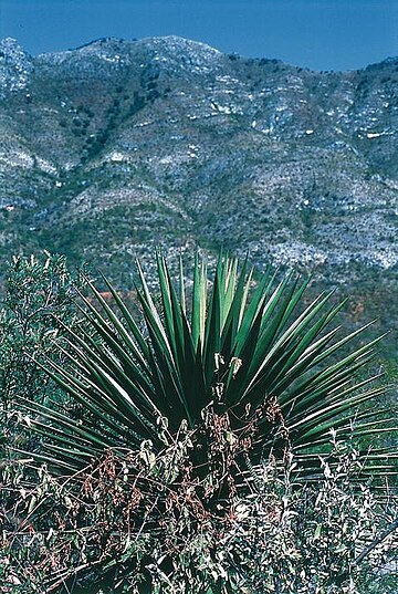 Yucca declinata