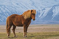 Zaniskari Horse in Ladakh.jpg