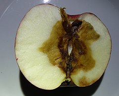 Zbrunatnienie przygniezdne jabłek (1).jpg
