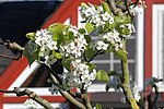 Thumbnail for File:Zierbirne = Pyrus calleryana Chanticleer 2 (2020-03-22 Sp).JPG