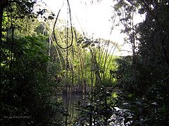 Virgin Mata Atlântica, often saw close to beaches