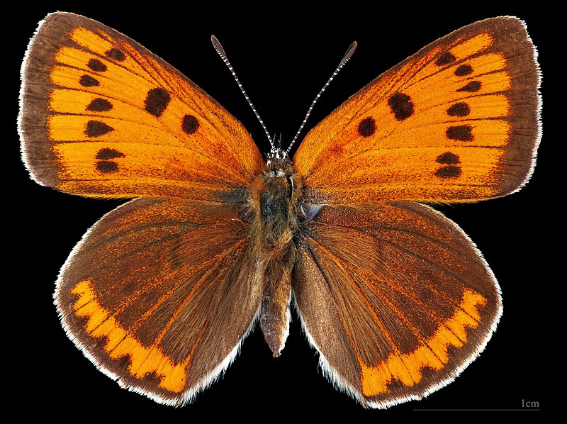 File:(MHNT) Lycaena dispar - Kaunas - Lithuania - female dorsal.jpg