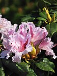 Flowers, Rhododendron elepidote group