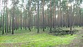 Borovicový les v Rusku.