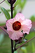 玫瑰茄 Hibiscus sabdariffa