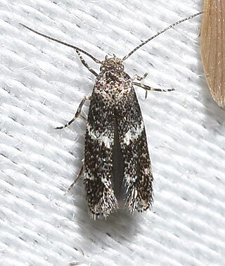 <i>Elachista irrorata</i> Species of moth