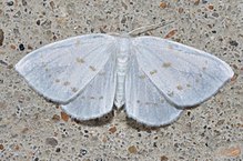 - 6253 - Eudeilinia herminiata - پروانه شمالی Eudeilinea (19704544310) .jpg