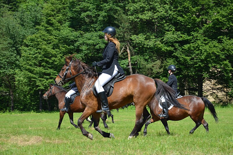 File:.02014. Reiten auf den Huzulen Pferden..JPG