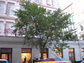 This photo is of Wikis Take Manhattan goal code R23, Street Trees.