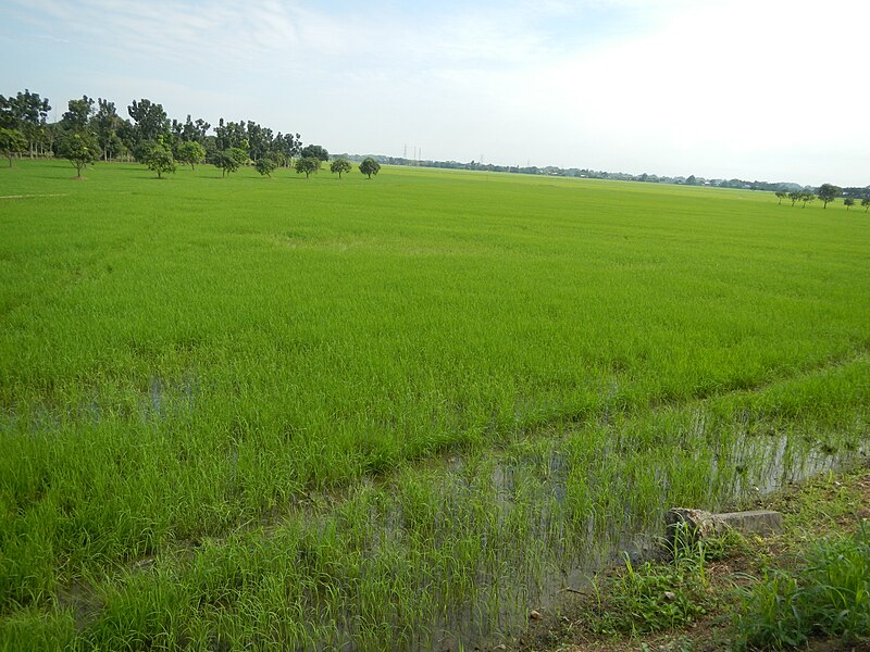 File:02358jfDalayap Rice Fields Roads Welcome Candaba Pampangafvf 04.JPG