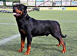 Miniatura para Rottweiler