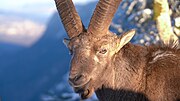 Thumbnail for File:068 Wild Alpine Ibex Portrait Close Up Photo by Giles Laurent.jpg