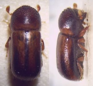 Striped timber bark beetle (Trypodendron lineatum), female
