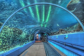 in tunnel dwers troch in akwarium yn it Georgia Aquarium yn Atlanta