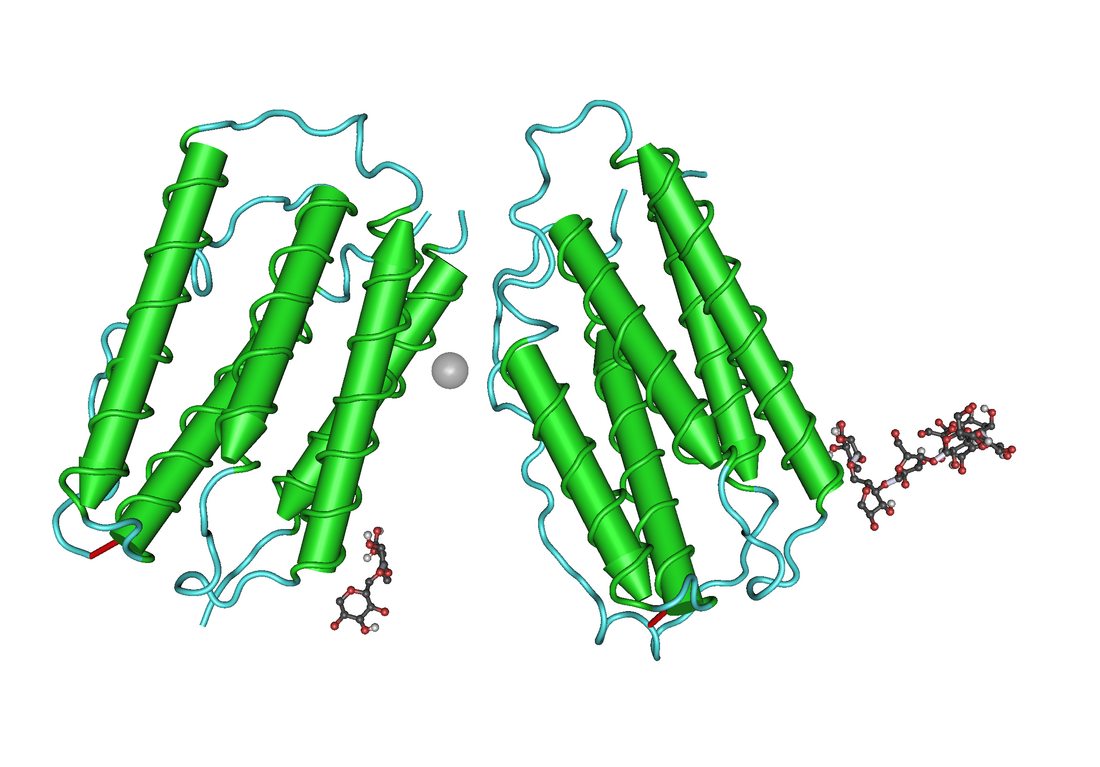 Interferon beta-1a