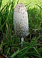 Coprinus comatus; Schopftintling