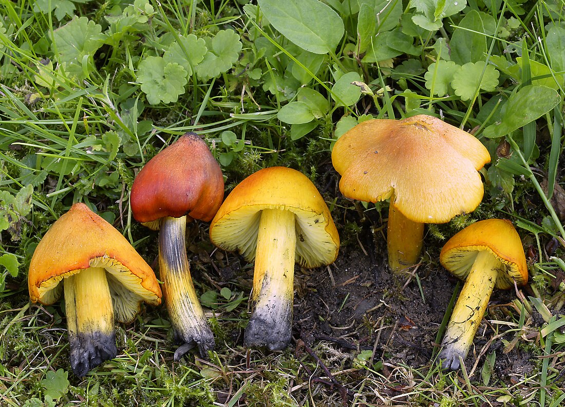 Hygrocybe