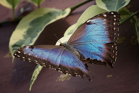 Morpho peleides