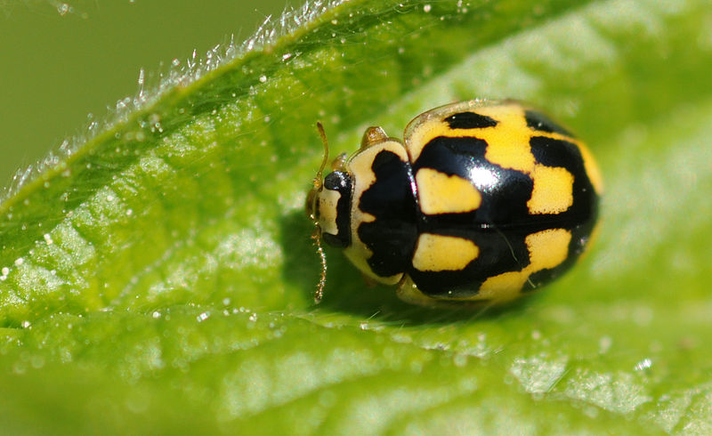 File:2011-04-18-insecte-1.jpg