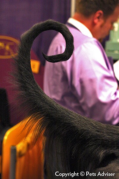 File:2013 Westminster Kennel Club Dog Show- Afghan Hound GCH Exlysta Aries Ciel Noir (8467554190).jpg