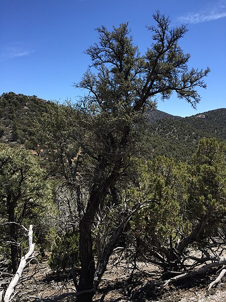 File:2015-04-28 12 05 30 An older Mountain Mahogany on the south wall of Maverick Canyon, Nevada.jpg