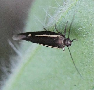 <i>Scythris knochella</i> Species of moth
