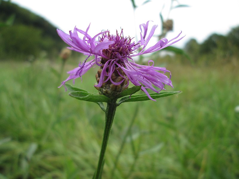 File:20190911Centaurea jacea1.jpg