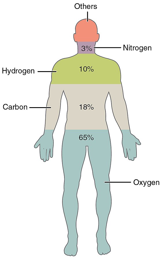 Elements of the Human Body