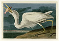 281. Great White Heron